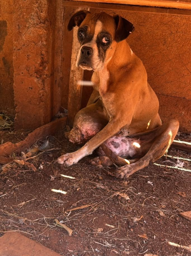 Boxer resgatado precisando de tratamento