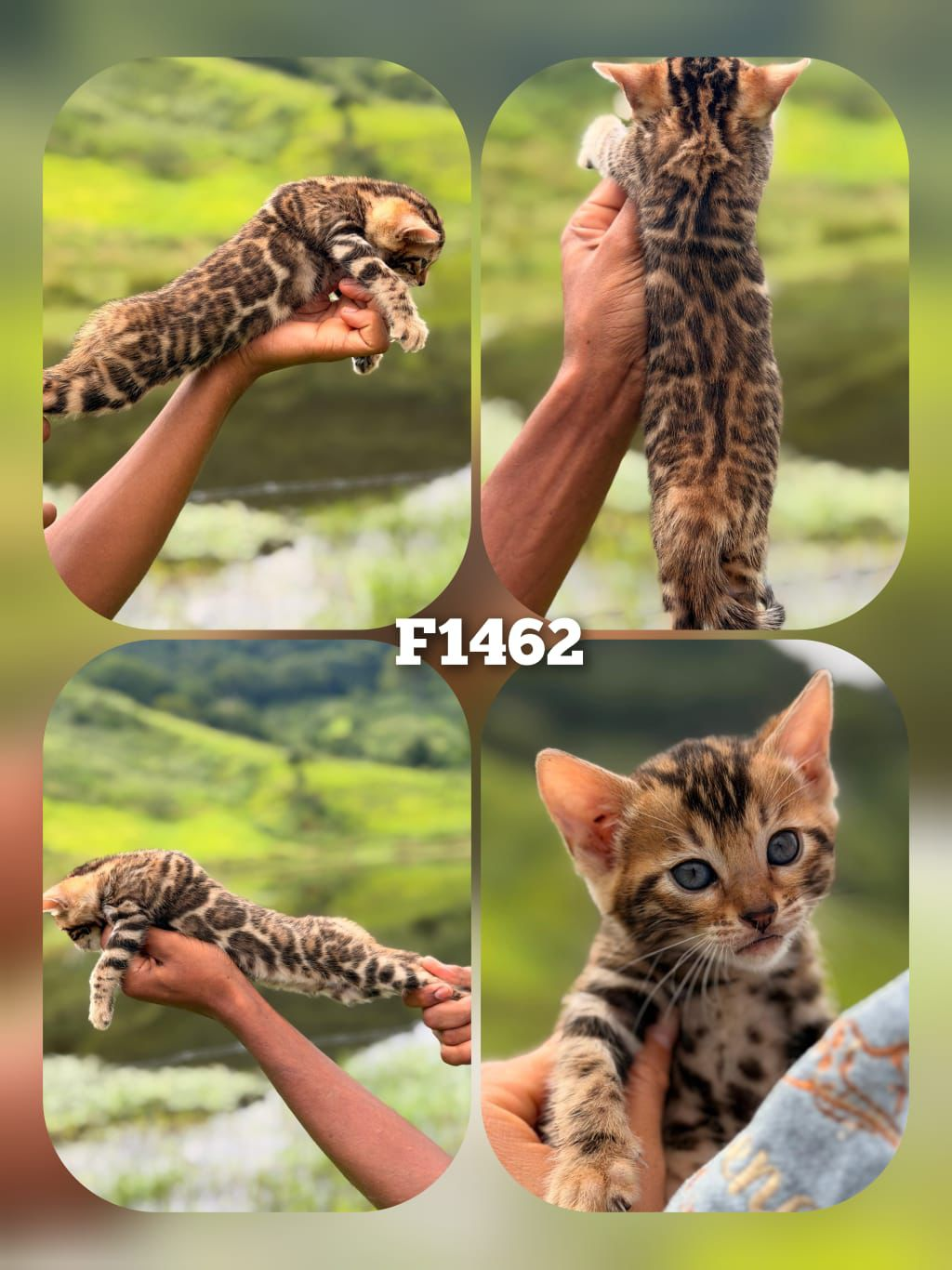 Filhote Bengal Bengal 1462