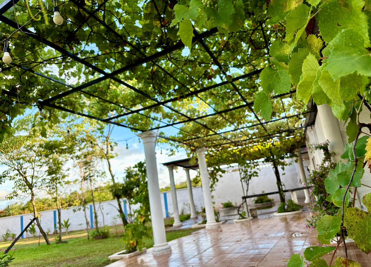 Pérgola cubierta de parras