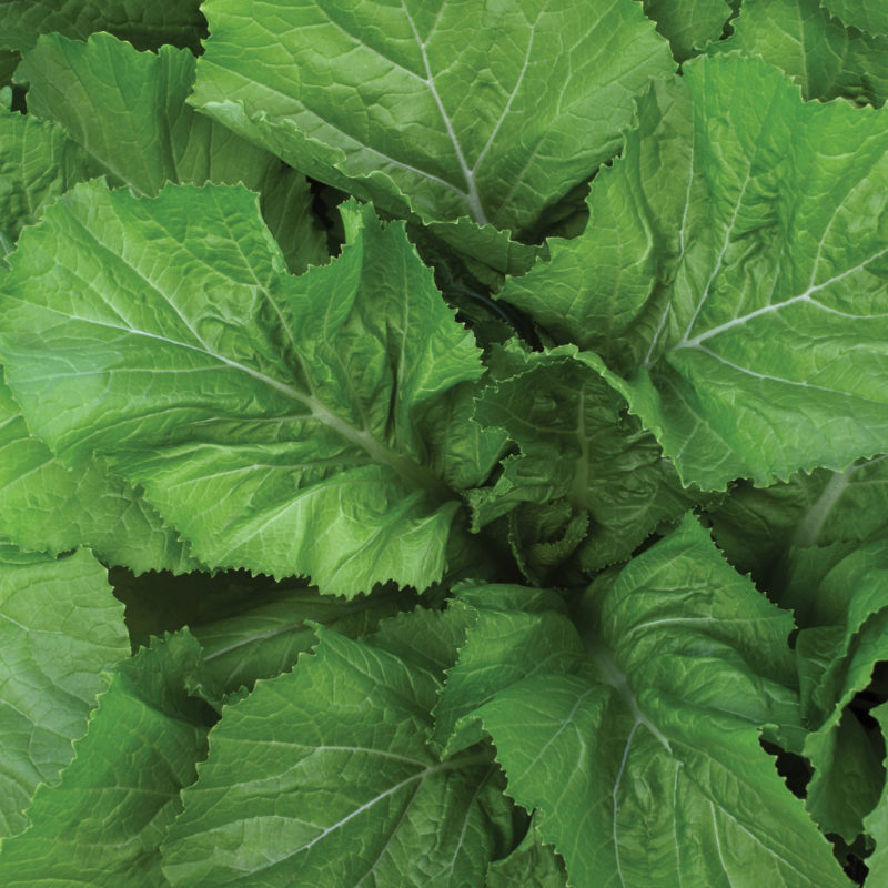 Sakata Mustard Greens