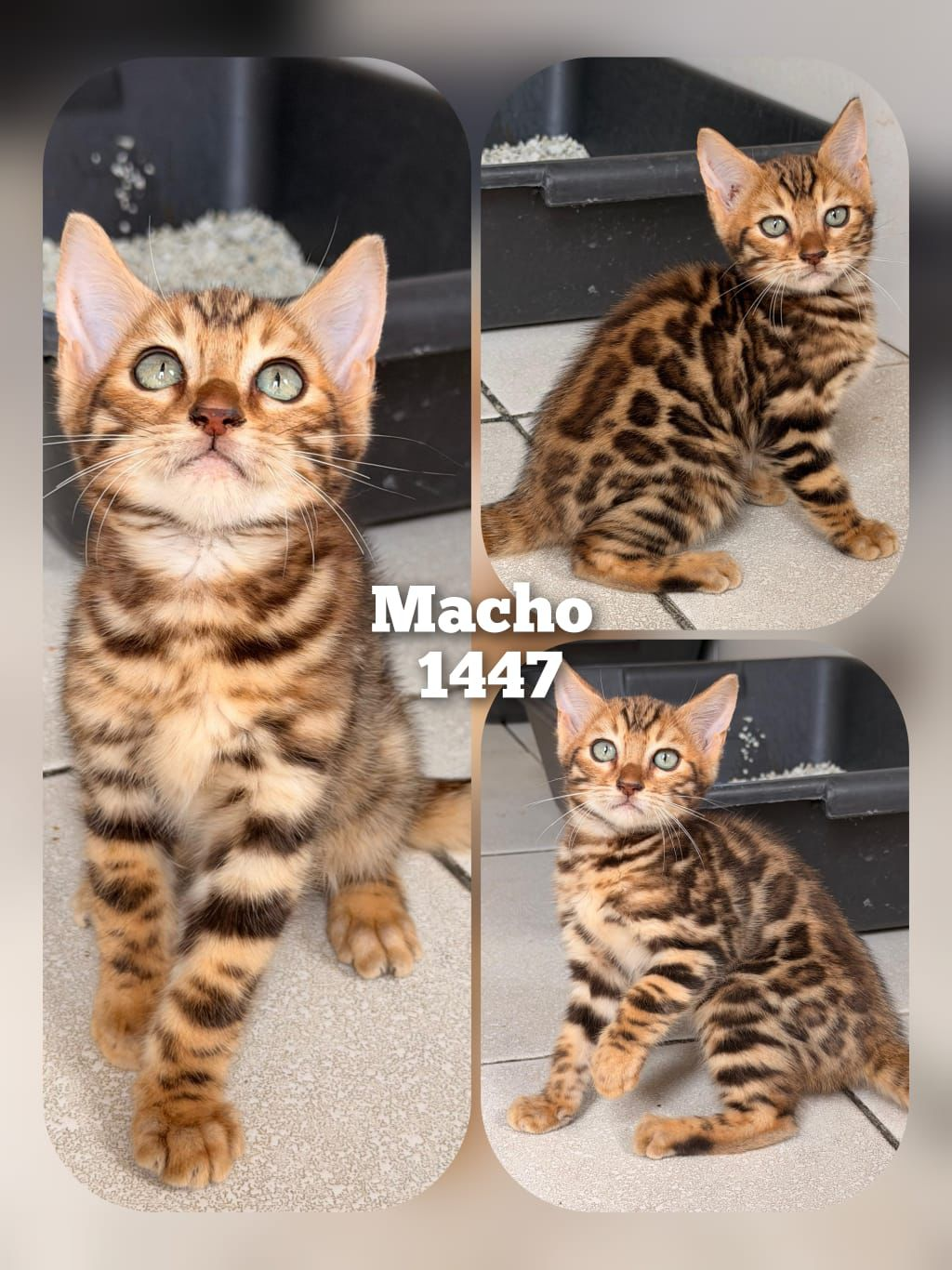 Filhote Bengal Bengal 1447