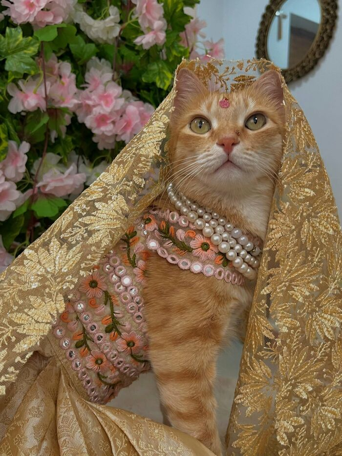 Ginger the Cat