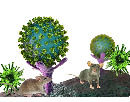 The virus narrative