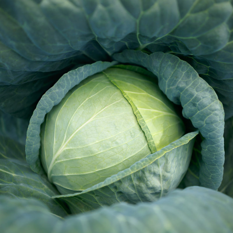 Sakata Cabbage Green Coronet