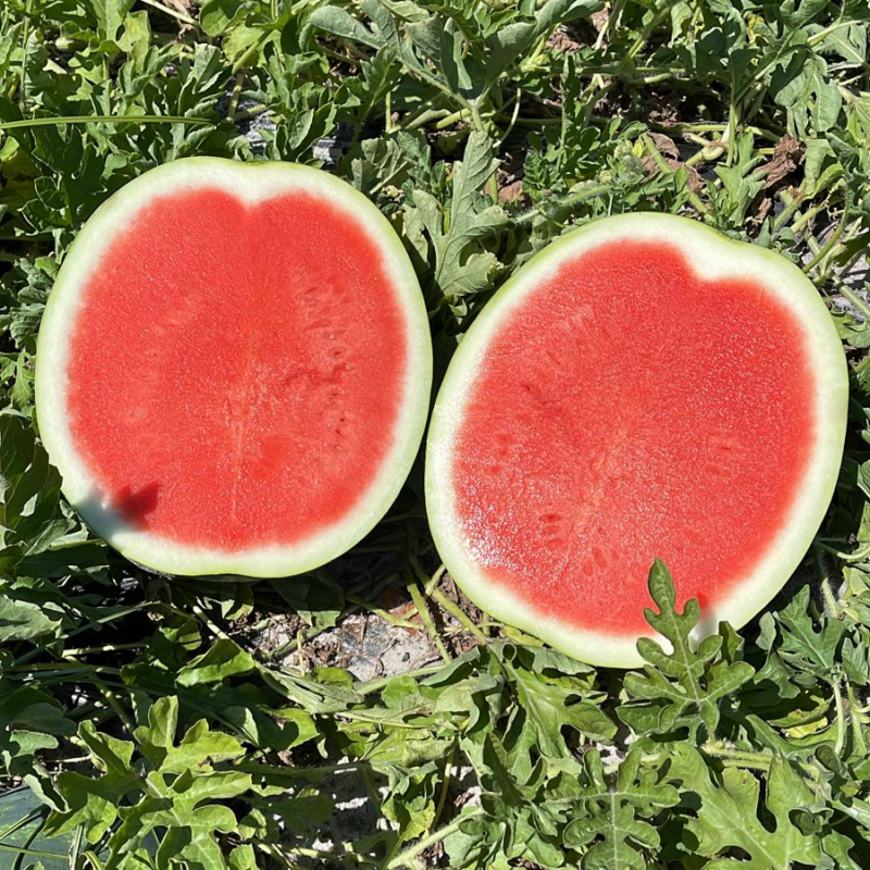 Sakata Watermelon Crimson Sweet