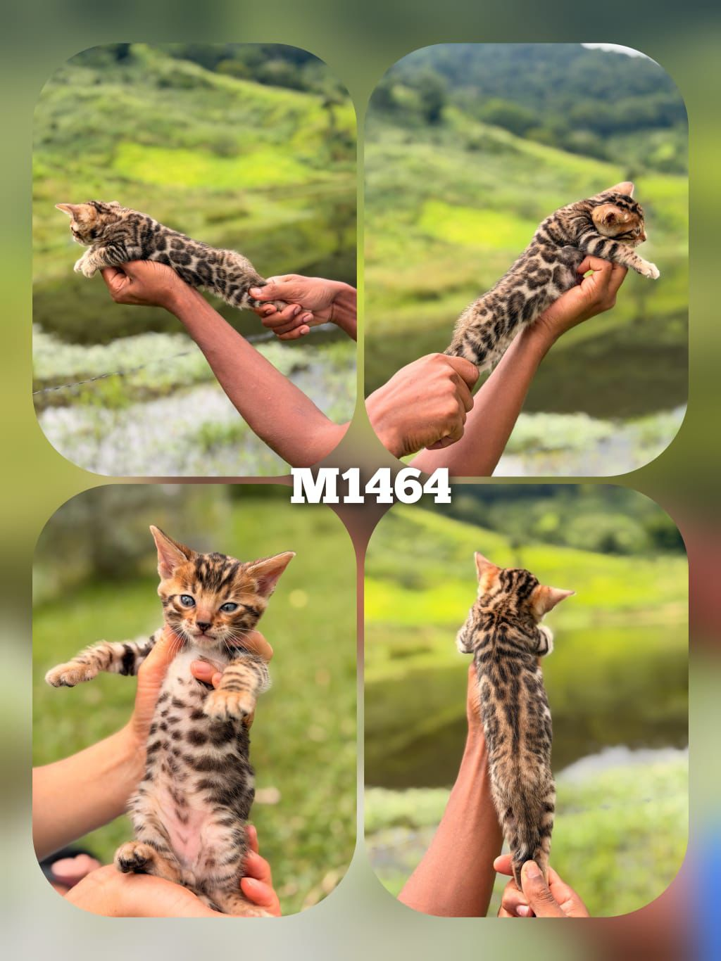 Filhote Bengal Bengal 1464