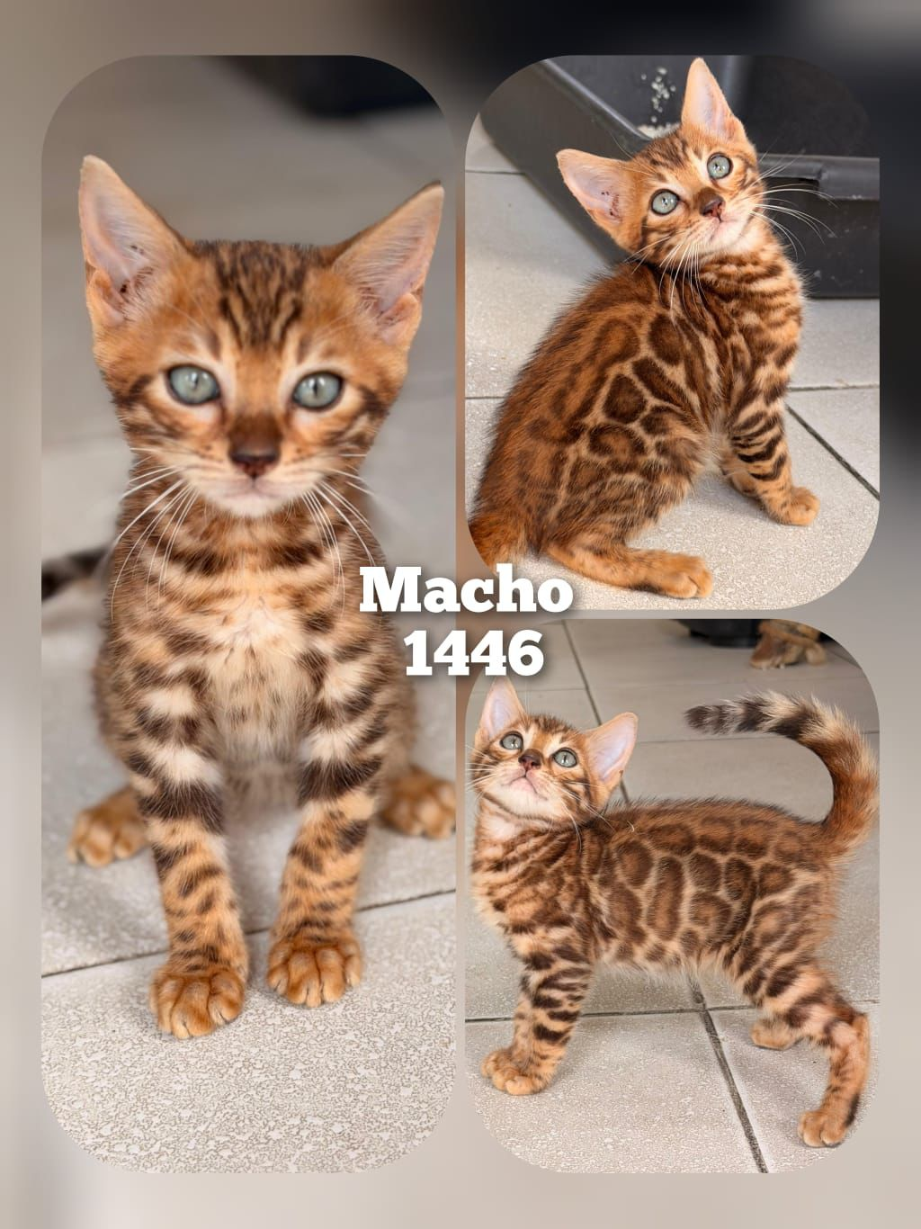 Filhote Bengal Bengal 1446