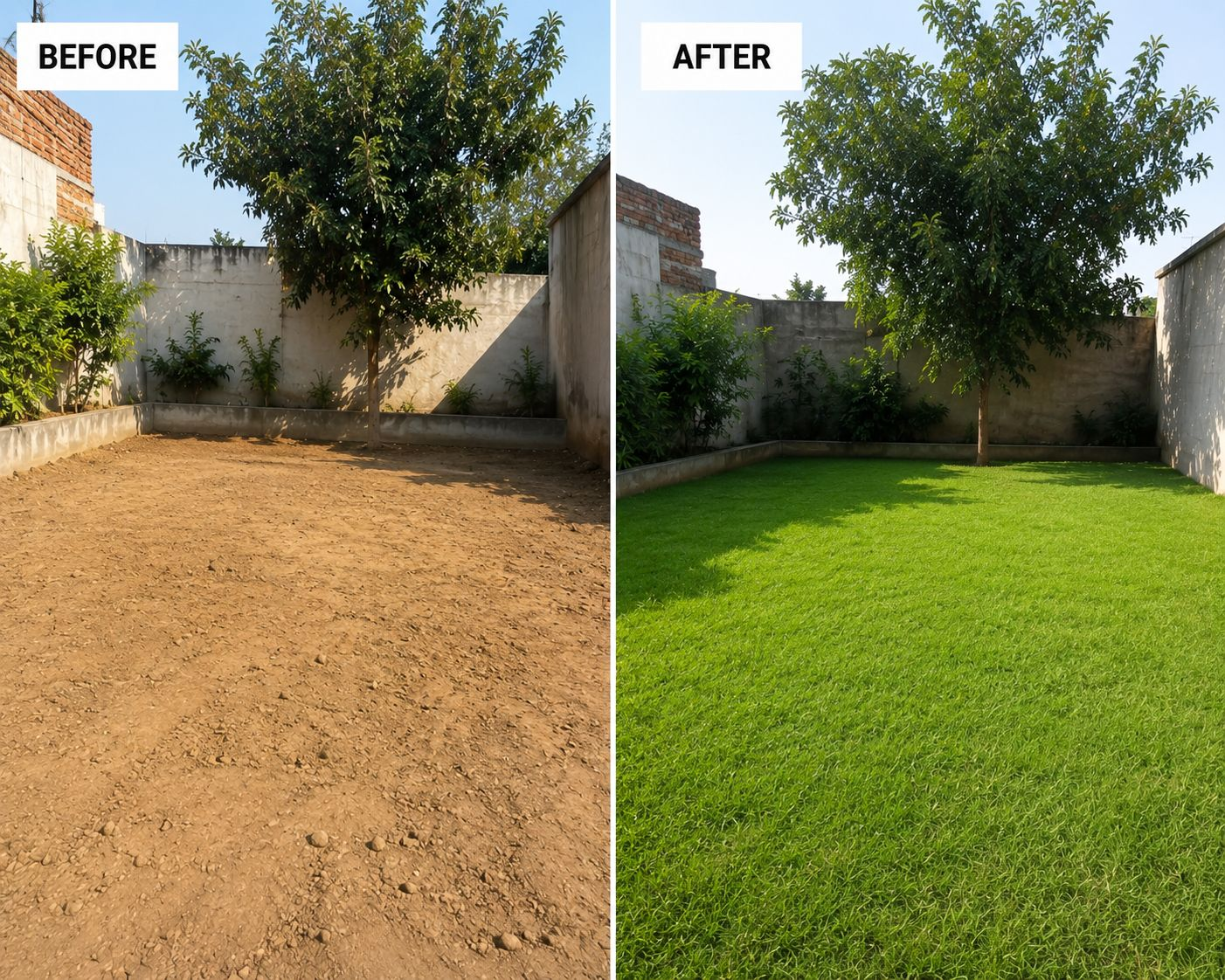 Fresh natural grass lawn installed by SR Green Lawn
