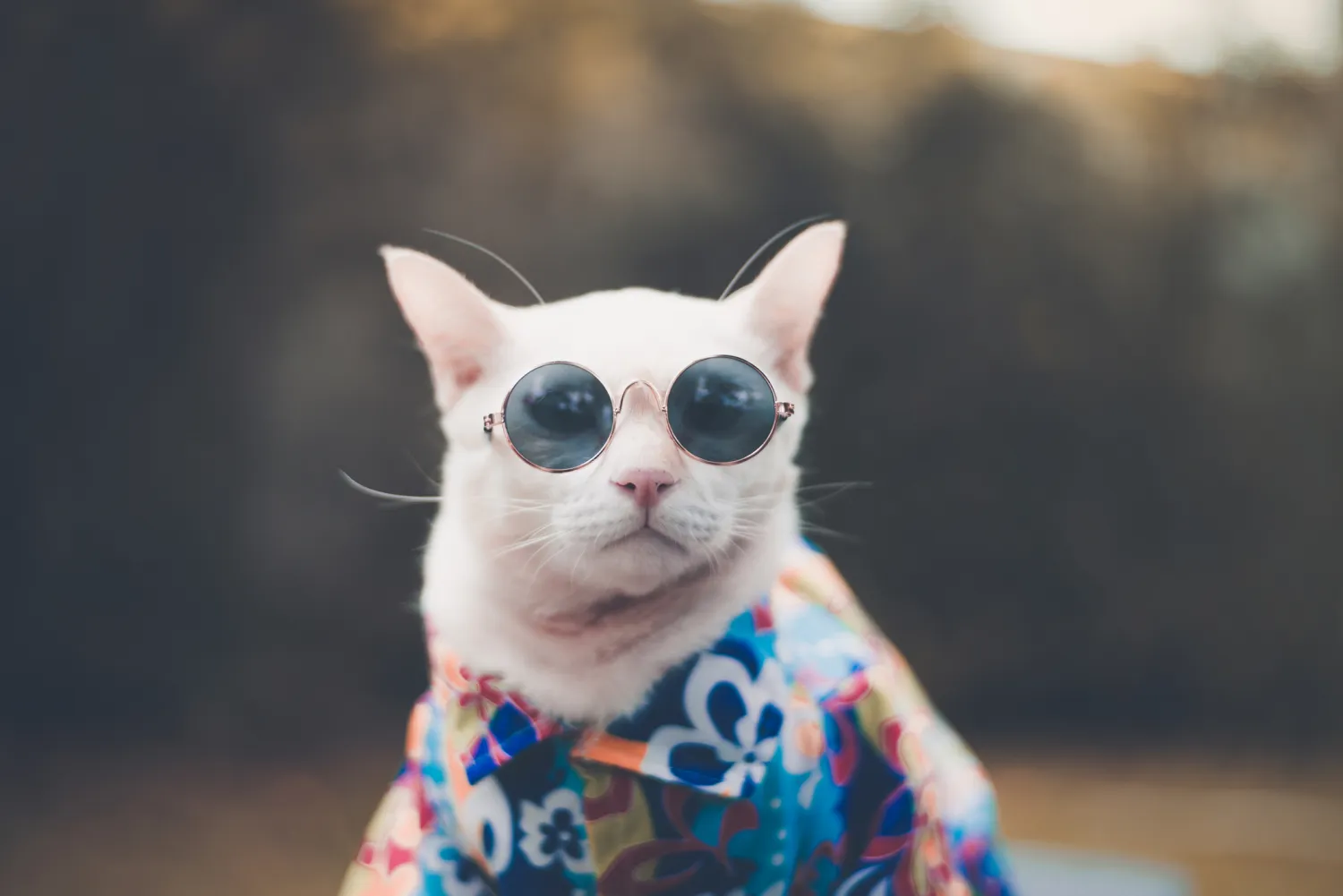 Miso the Cat