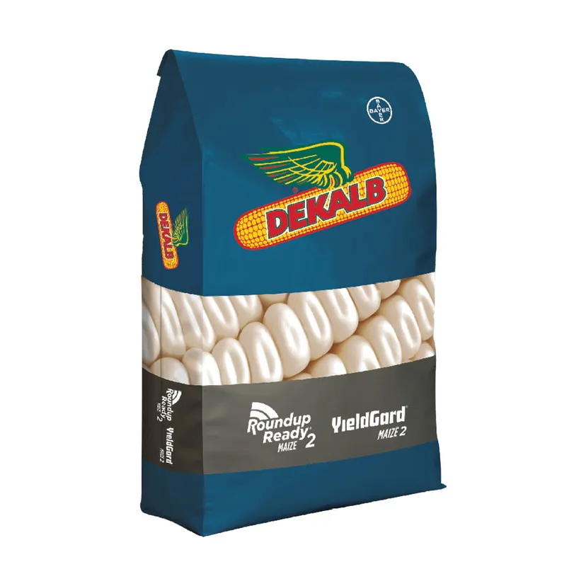 DKC 76-77BR Maize Seed 25kg
