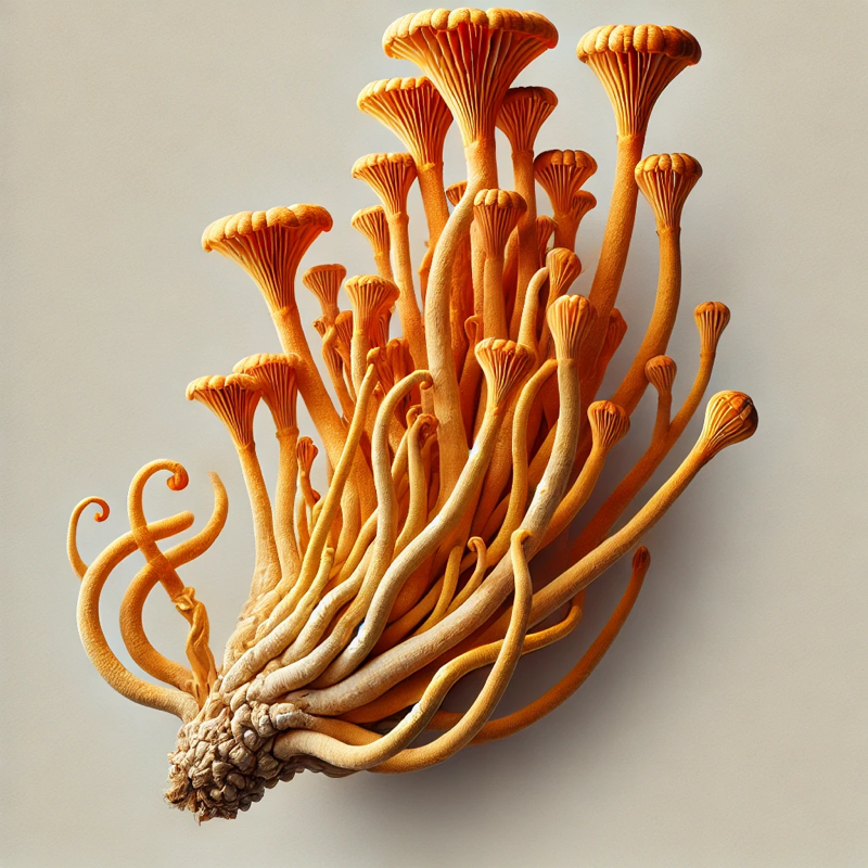 Cordyceps