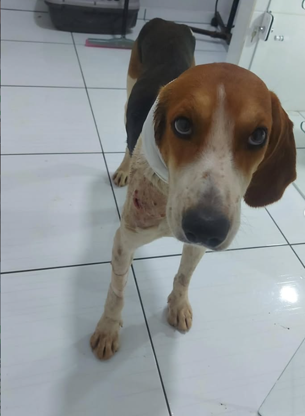 Cachorro beagle resgatado