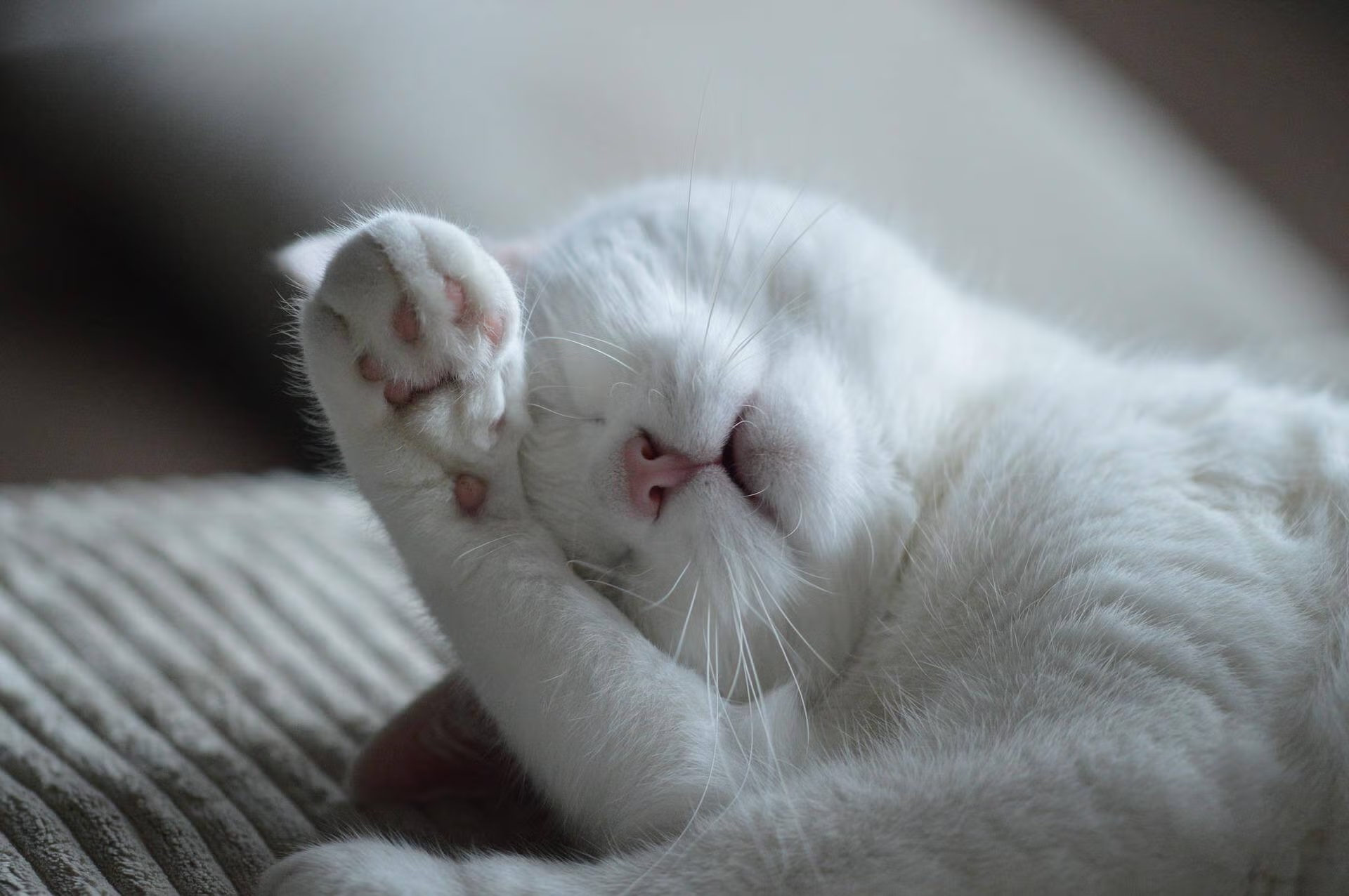 Gato blanco descansando