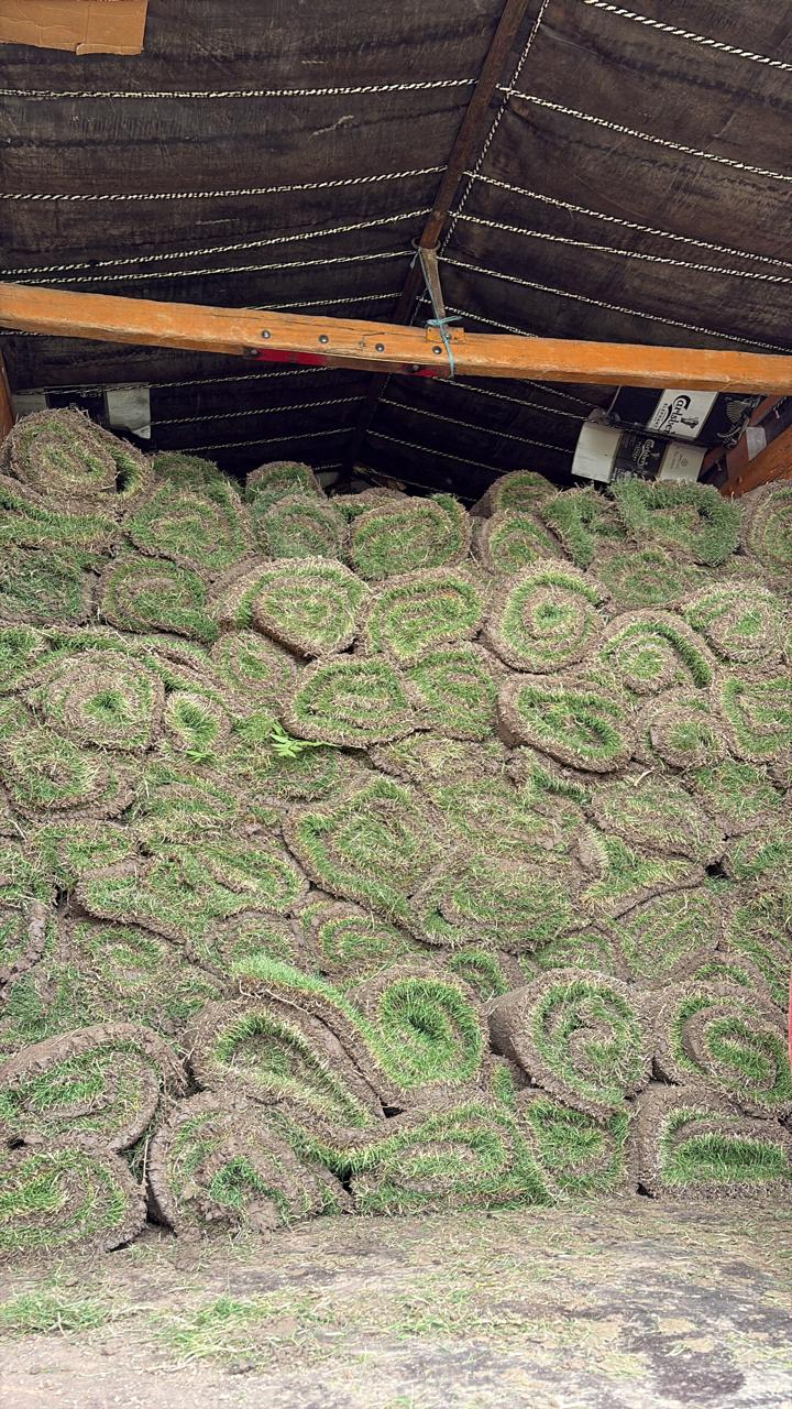 Fresh grass rolls