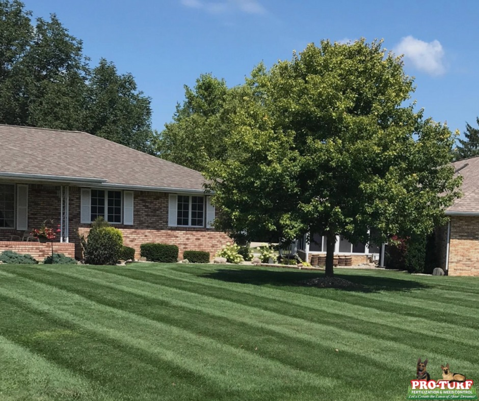 Beautiful striped lawn by Pro-Turf