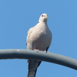 gugutka0653