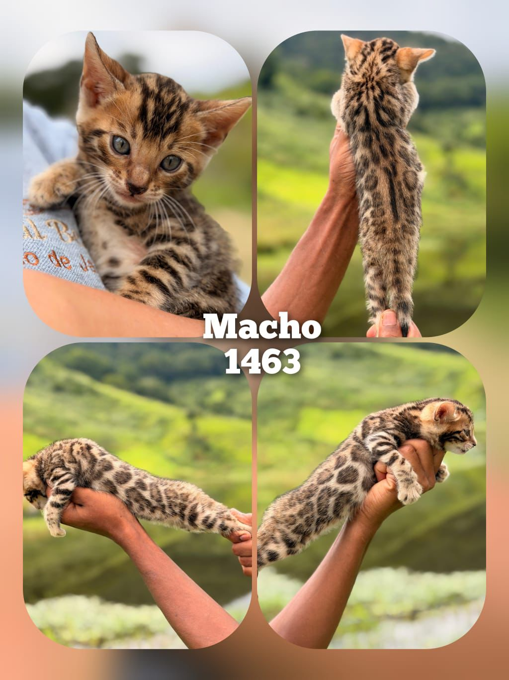 Filhote Bengal Bengal 1463