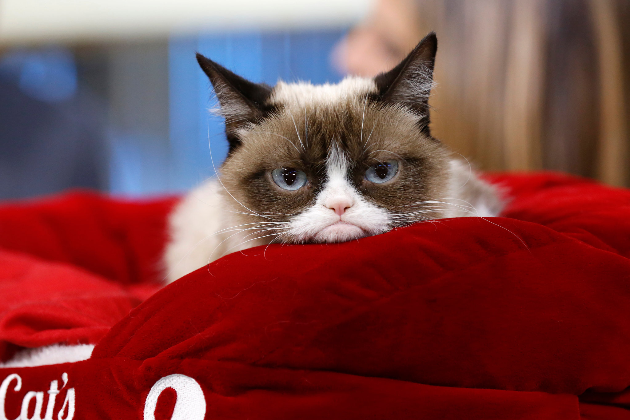 Grumpy Cat on red