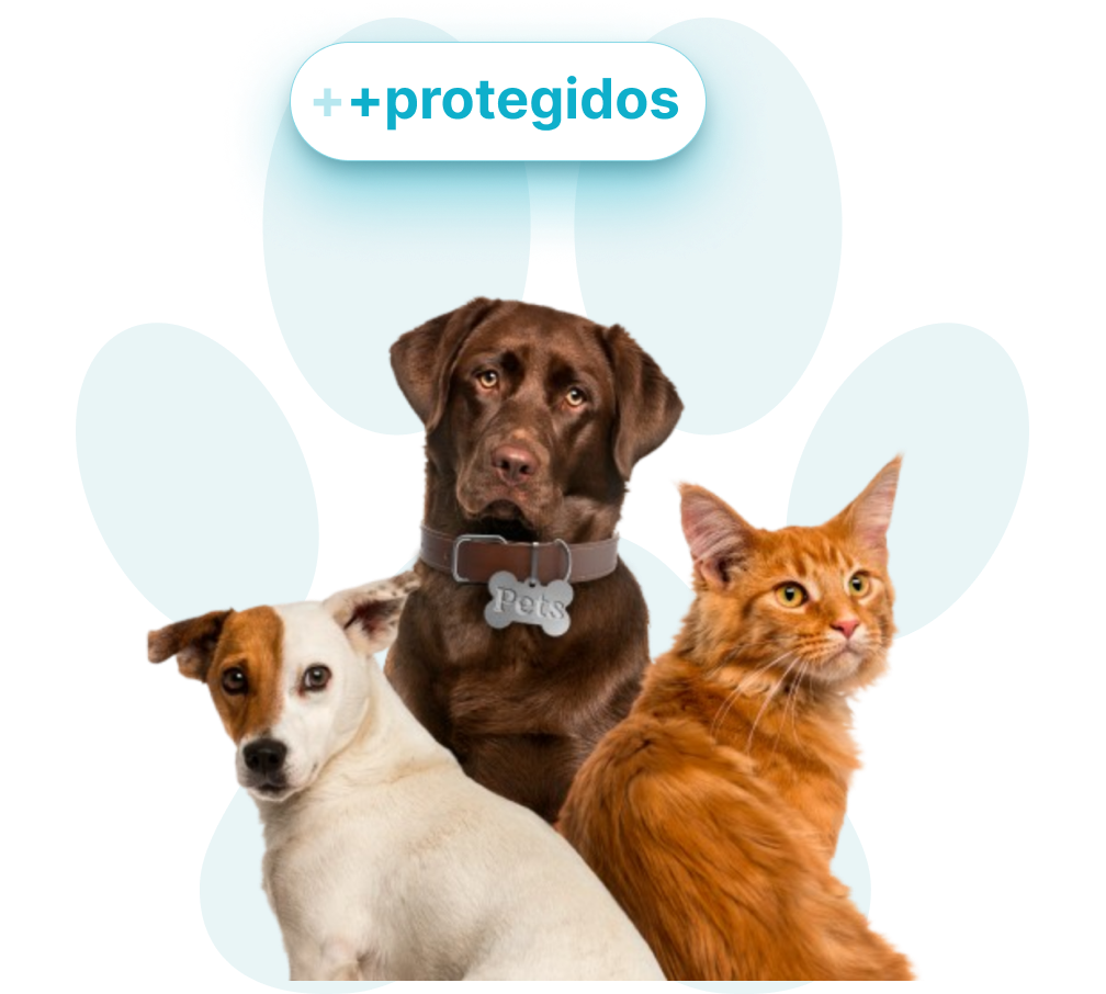 Pets protegidos com plano de saúde