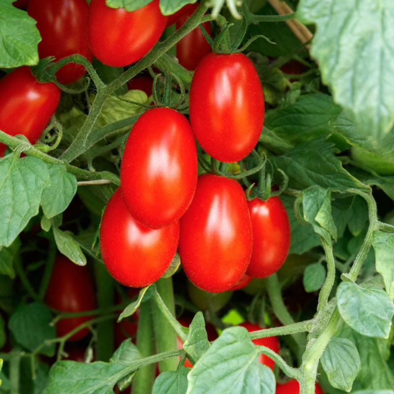 Sakata Tomato Roma VF