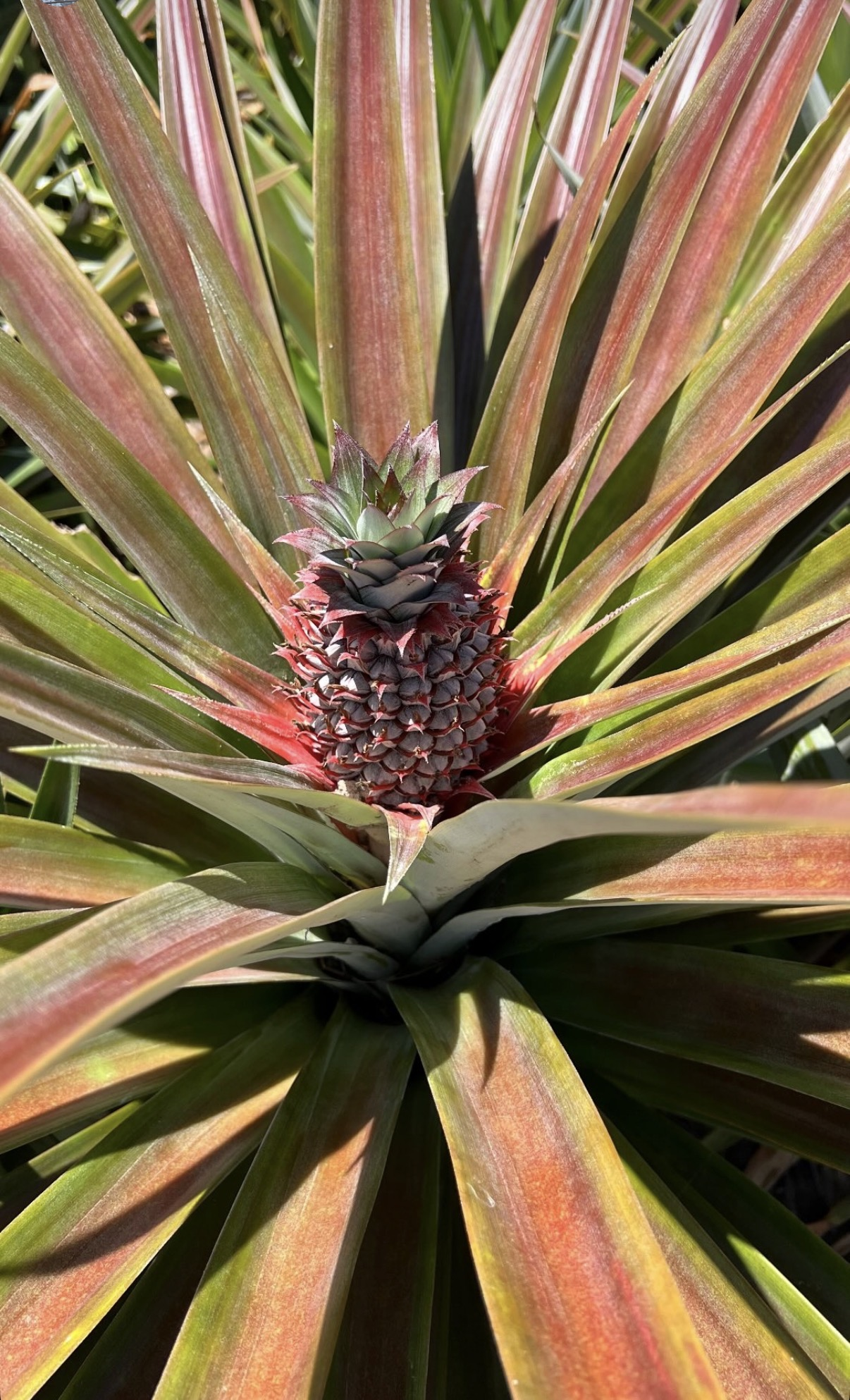 Sweet Pineapples