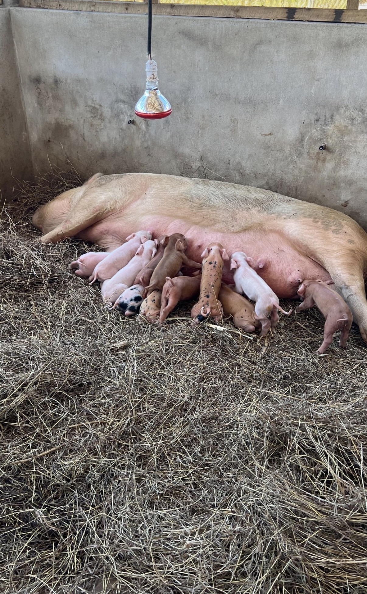 Piglets
