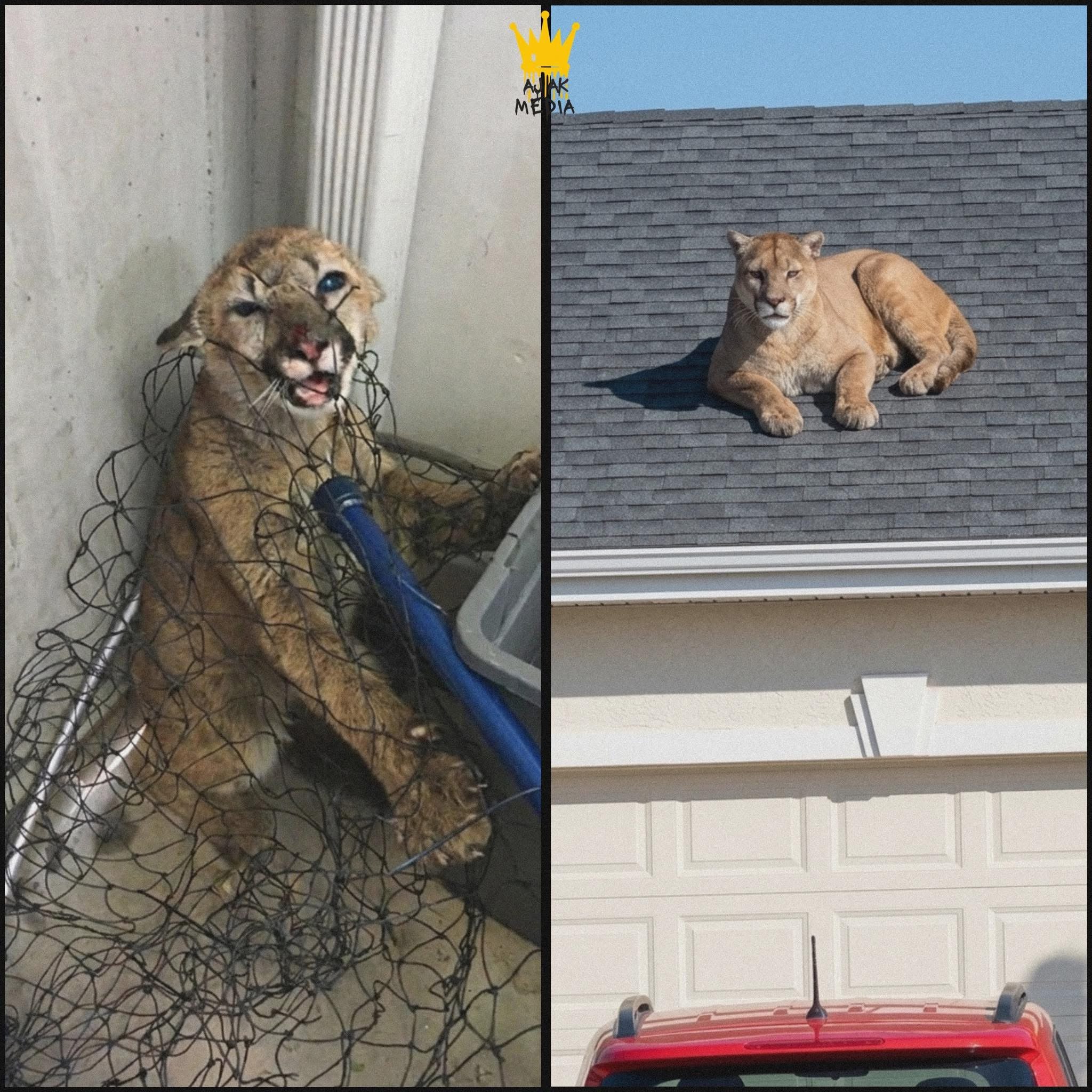 Side by side: the mountain lion caught in a net inside the garage on the left, and the same lion calmly resting on the roof of the house on the right