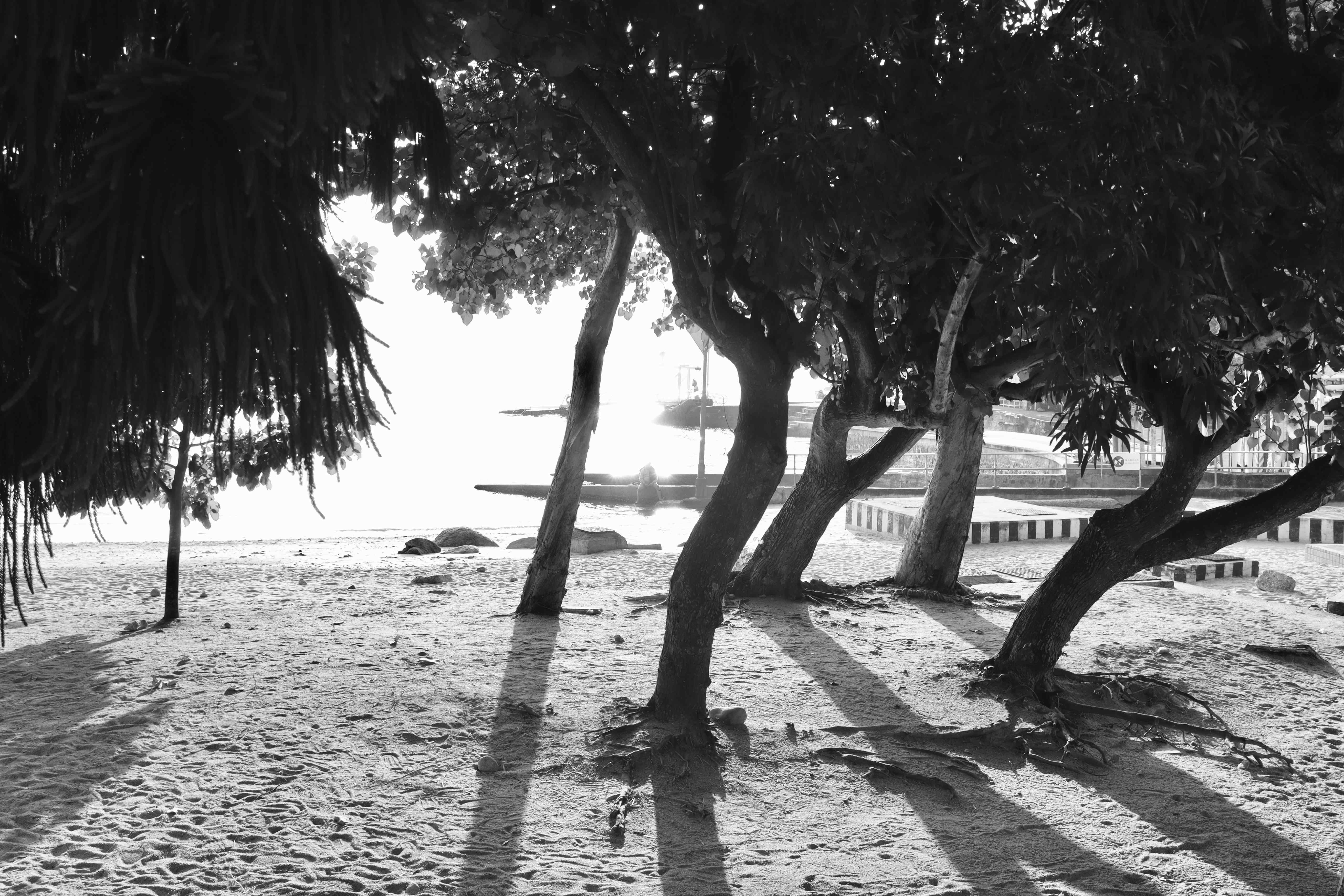 Beach Trees