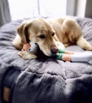 Labrador liegt entspannt auf einem grauen flauschigen Hundekorb