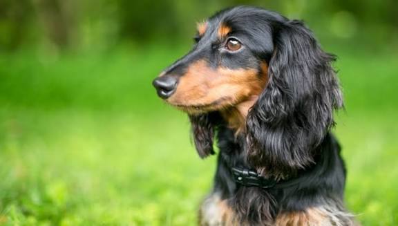 How to Crate Train a Dachshund Puppy (Step by Step)