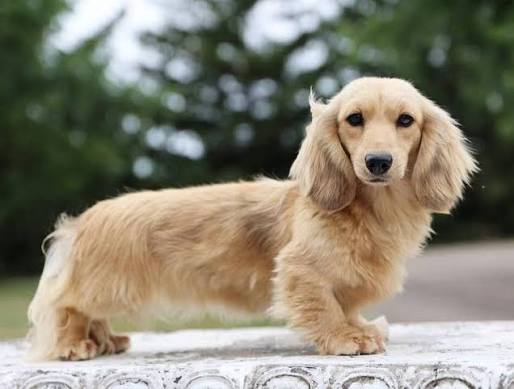 What is the Lifespan of a Dachshund? Complete Health & Longevity Guide