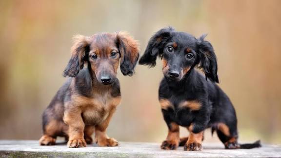 Two beautiful dachshunds of different colorings posing together