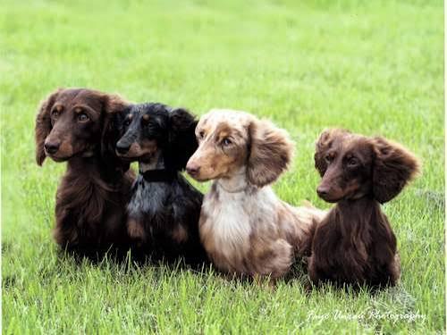 How to Choose the Right Dachshund Puppy for Your Family
