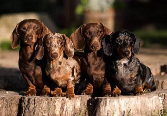 Group of four dachshunds in various colors — brown, black, cream, and dapple