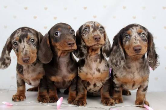 How Do I Potty Train a Dachshund Puppy? Complete Step-by-Step Guide