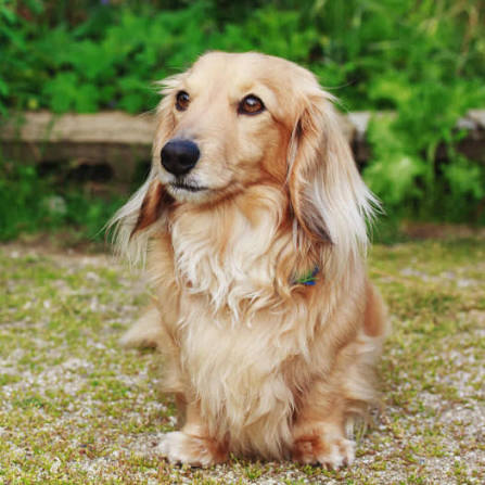 Are Dachshunds Good Family Dogs? Complete Guide to Temperament & Kids