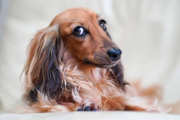 How Much Do Dachshund Puppies Cost in the USA? Complete Price Guide