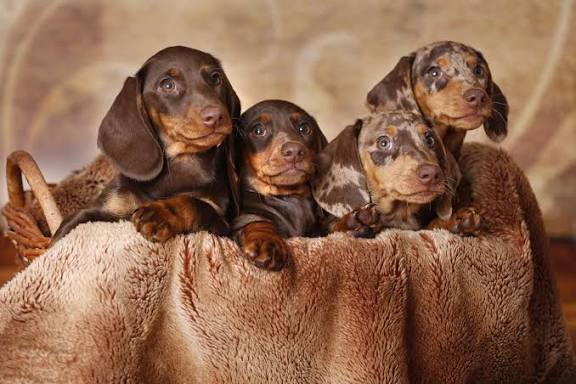 Do Dachshunds Bark a Lot? Training Tips to Manage Excessive Barking