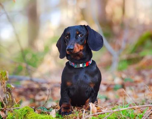 Dachshund Puppies for Sale: What You Need to Know Before Buying
