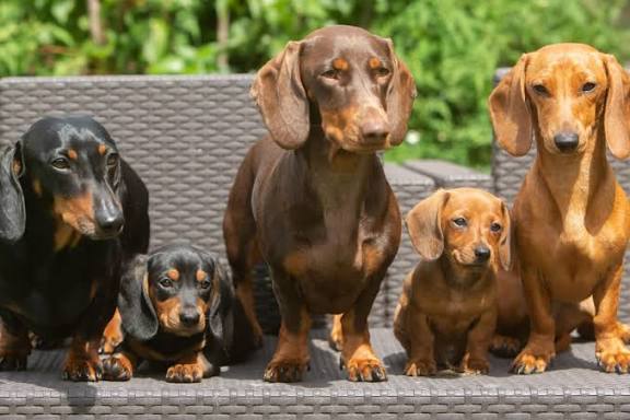 What Health Problems Are Common in Dachshunds? Complete Health Guide