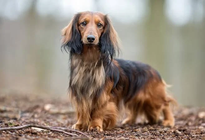Black and tan longhaired dachshund in natural outdoor setting