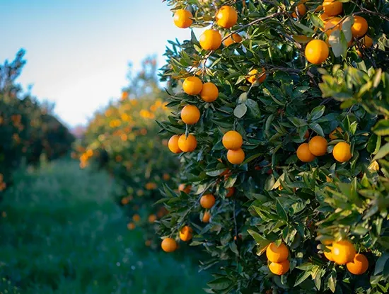 Wonderful Orchards