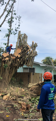 Integrity Landscape crew managing a large fallen palm tree after storm damage at a residential property