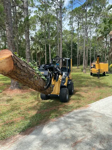 Yellow skid-steer loader carrying a massive pine log through a wooded property during tree removal