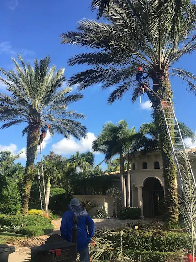 Two Integrity Landscape arborists climbing tall royal palms on ladders to trim fronds at a luxury Palm Beach estate