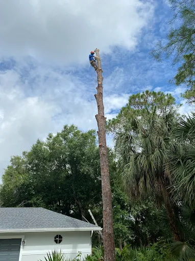 Integrity Landscape arborist positioned near the top of a tall stripped pine tree trunk during removal