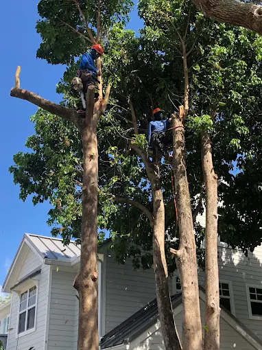 Two Integrity Landscape arborists in safety helmets and harnesses working high in a large shade tree during trimming