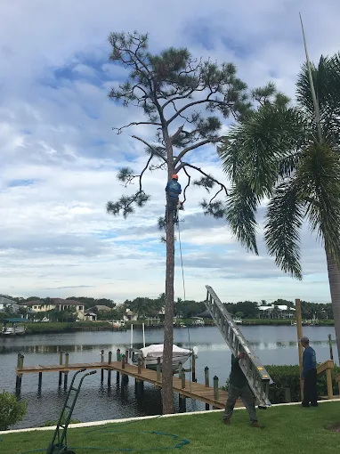 Integrity Landscape arborist trimming a mature pine tree on a waterfront property with a boat dock and canal in the background