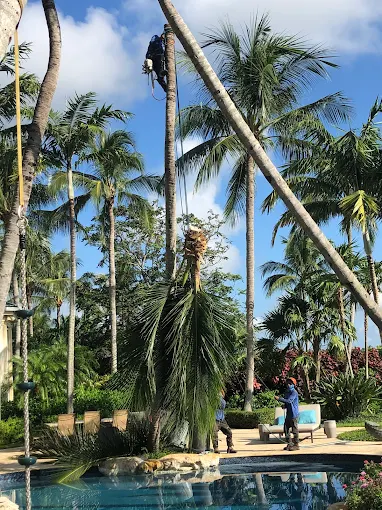 Integrity Landscape arborist climbing a tall leaning coconut palm over a luxury pool to trim fronds at a South Florida estate