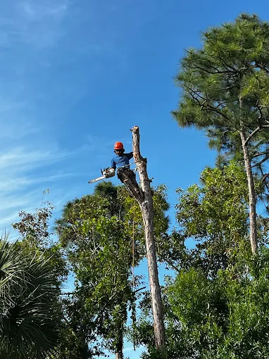 Integrity Landscape arborist in orange helmet using chainsaw high in a pine tree during tree removal